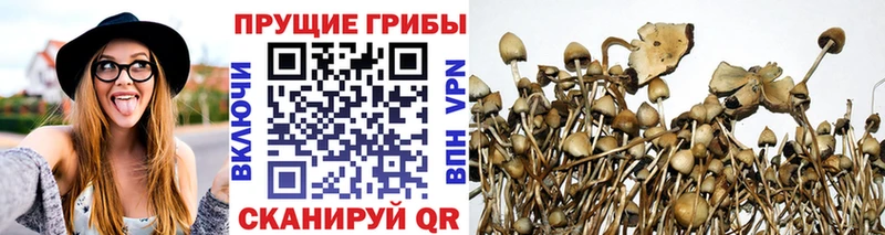 блэк спрут онион  Славгород  Галлюциногенные грибы Psilocybine cubensis 