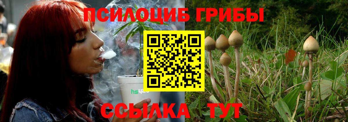 Псилоцибиновые грибы Cubensis Славгород